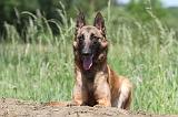 MALINOIS 812